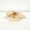 Steenbok Skull