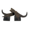 Pronghorn Horns Display Pairs, Horn 16"
