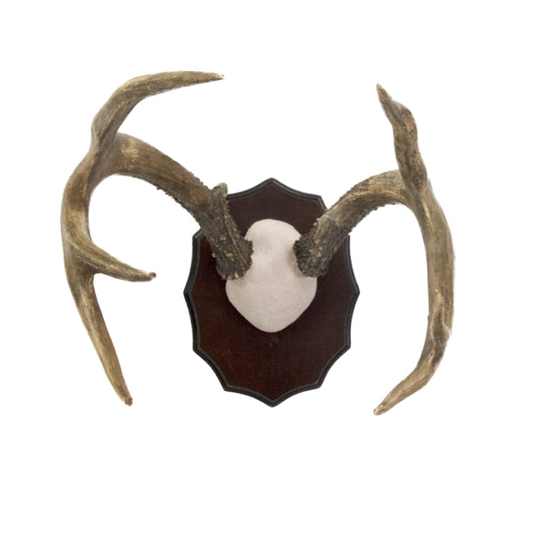 Jackalope Taxidermy Mounts for Sale and Taxidermy Trophies for Sale!