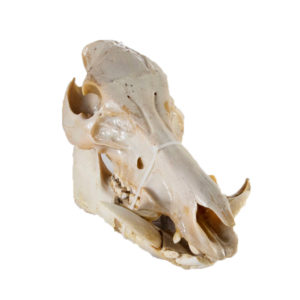 Javelina Skull - Taxidermy Mounts for Sale and Taxidermy Trophies for Sale!