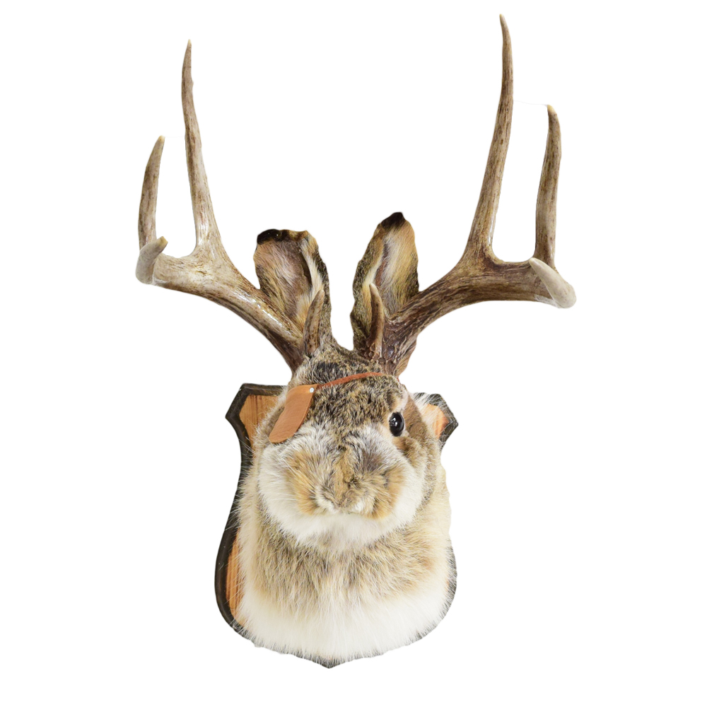 One Eyed Jackalope Taxidermy Mounts For Sale And Taxidermy