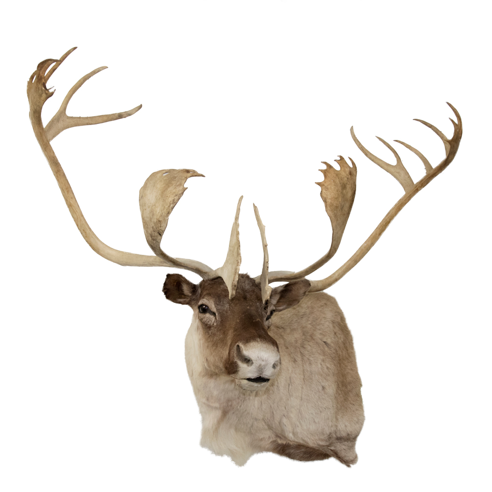 caribou taxidermy mounts for sale and taxidermy trophies caribou taxidermy mounts for sale and taxidermy trophies