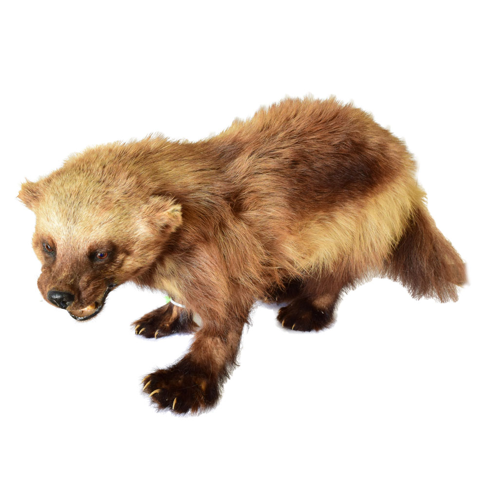 Wolverine Taxidermy Mounts For Sale And Taxidermy Trophies For Sale