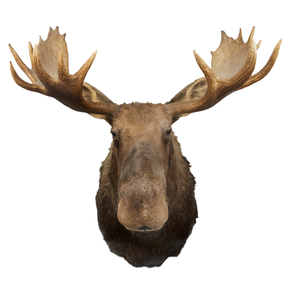 Reptiles Archives Taxidermy Mounts for Sale and Taxidermy Trophies