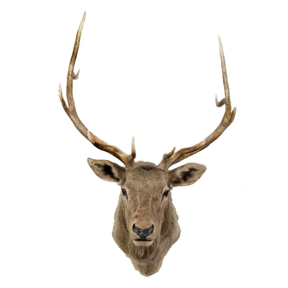 Antler Type Animals Archives - Taxidermy Mounts for Sale and Taxidermy ...