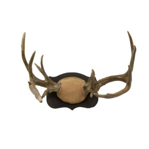 White tail Antlers on Plaque
