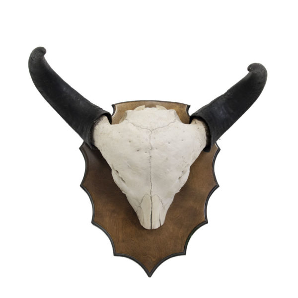 Savannah Buffalo horns