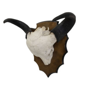 Savannah Buffalo horns