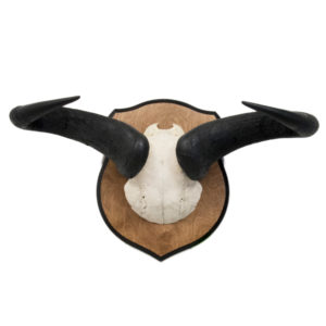Wildebeest Cap & Horns