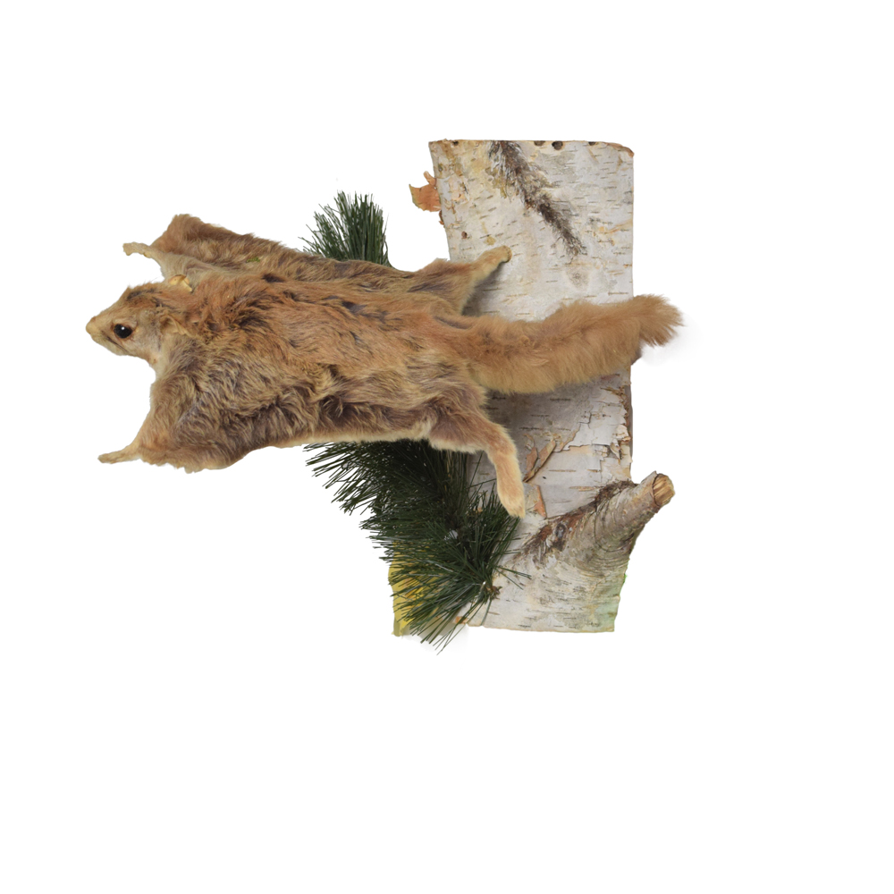 Squirrel Flying Squirrel Taxidermy Mounts for Sale and Taxidermy
Trophies for Sale!
