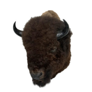 Bison shoulder mount
