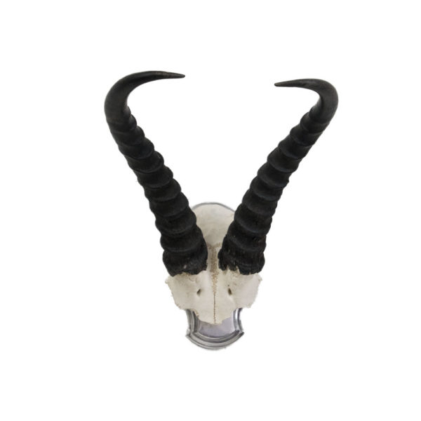 Springbok Skull & Horns