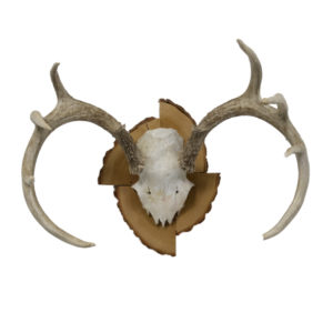 Whitetail Antlers on Plaque