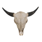 Bison Skull - Taxidermy Mounts for Sale and Taxidermy Trophies for Sale!