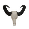 Water Buffalo Skull and Horns