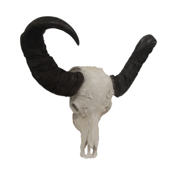 Water Buffalo Skull and Horns