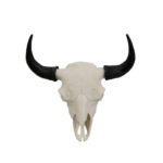 Bison Skull - Taxidermy Mounts for Sale and Taxidermy Trophies for Sale!