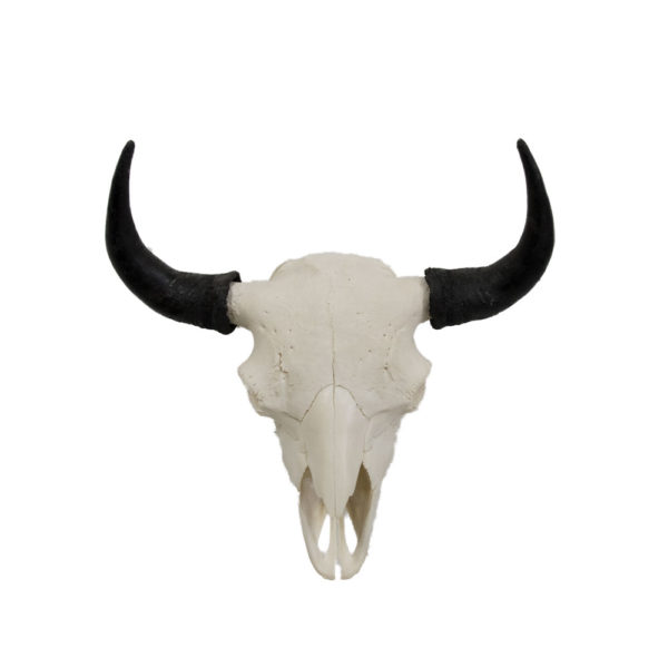 bison Skull