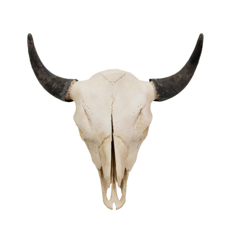 Bison Skull - Taxidermy Mounts for Sale and Taxidermy Trophies for Sale!