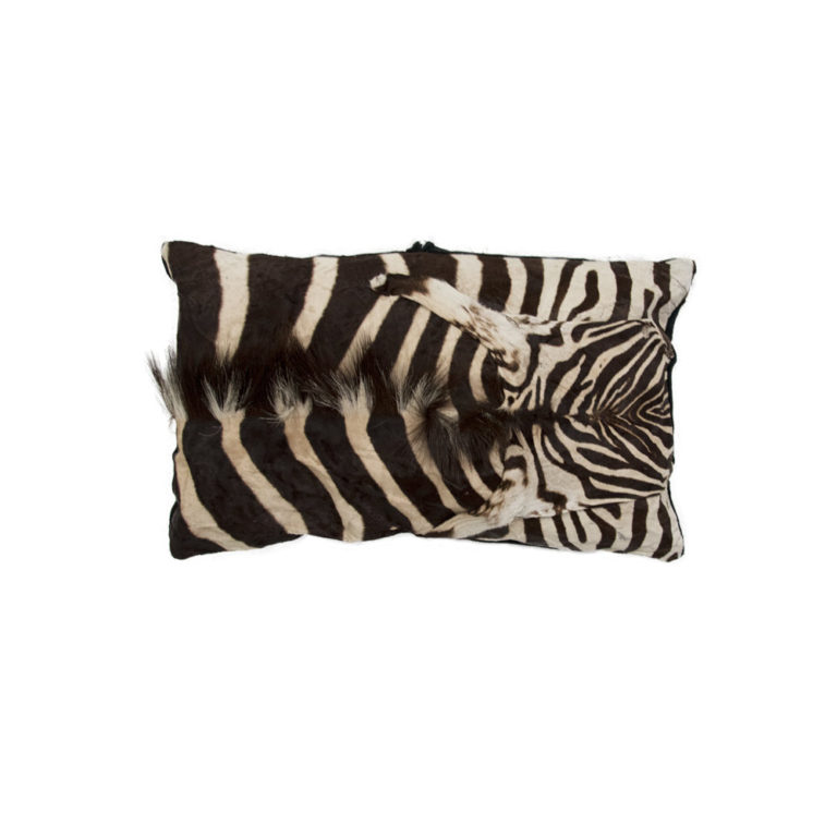 Zebra Pillow Taxidermy Mounts for Sale and Taxidermy Trophies for Sale!
