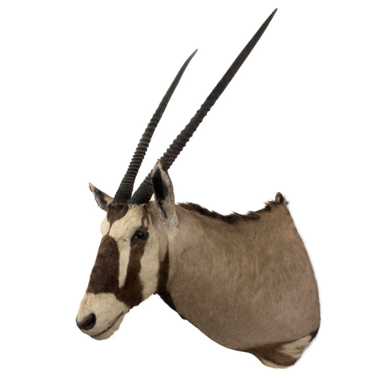 Gemsbok Oryx Taxidermy Mounts From TaxidermyTrophiesForSale