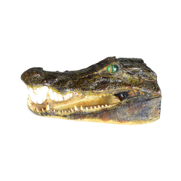 Caiman Head - Taxidermy Mounts for Sale and Taxidermy Trophies for Sale!