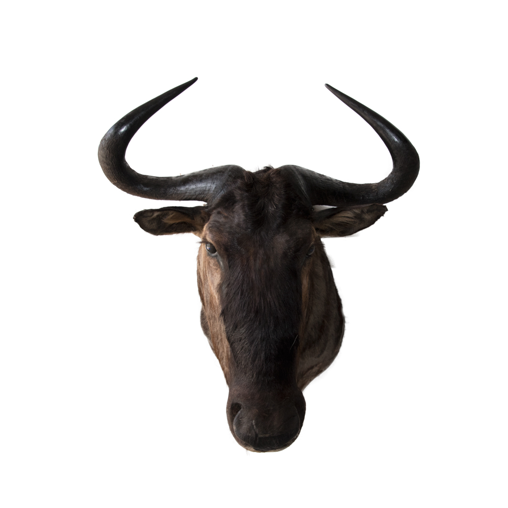 Wildebeest - Taxidermy Mounts for Sale and Taxidermy Trophies for Sale!