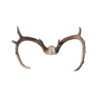 Whitetail Deer Antlers with Cap