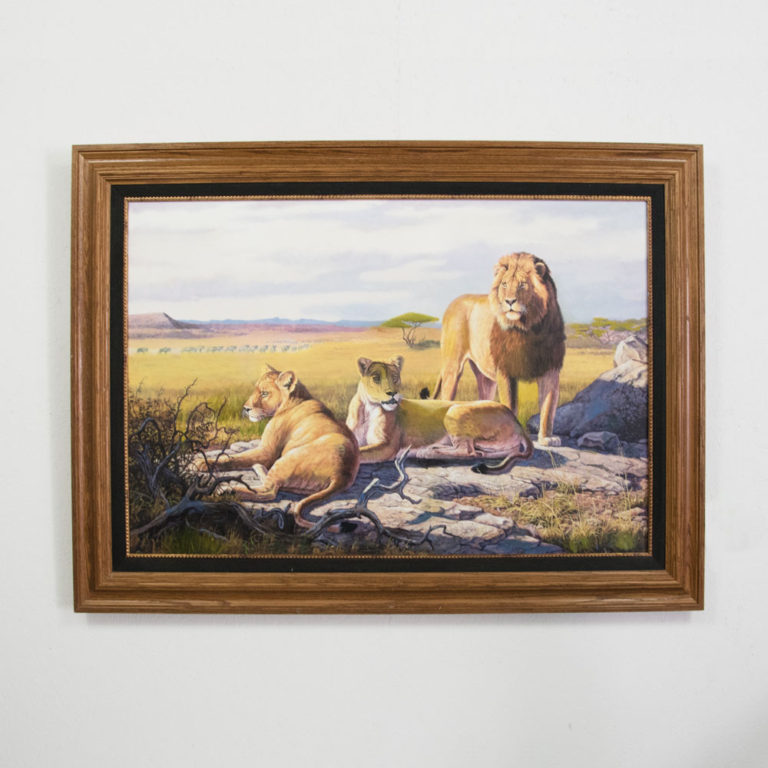 Lone African Lion - Taxidermy Mounts for Sale and Taxidermy Trophies ...