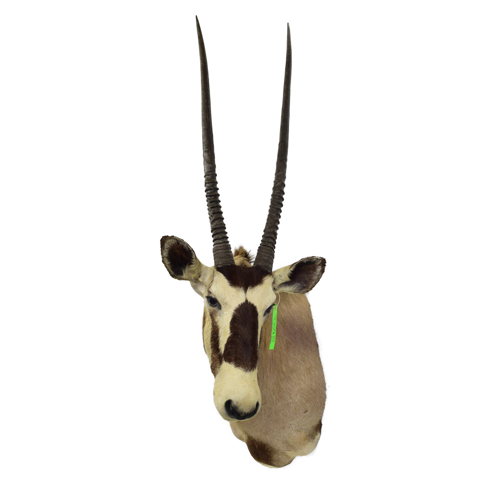 Gemsbok Oryx Taxidermy Mounts From TaxidermyTrophiesForSale