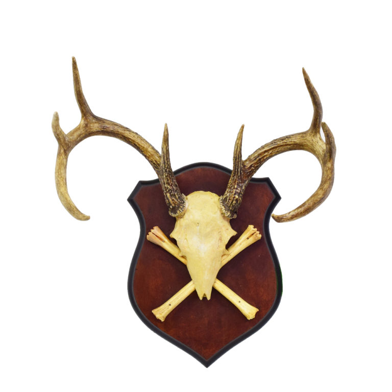 Designer, Solid White Cow Skull & Horns Wall Art Taxidermy Mounts for Sale and Taxidermy