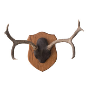 Mule Deer Skull & Antlers on Plaque