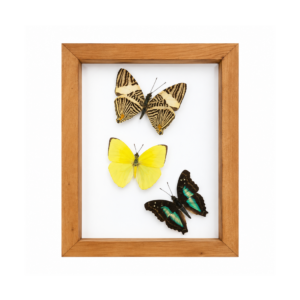 group of 3 butterflies in a wood framed