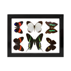 assorted group of 6 butterflies in a black wood framed.