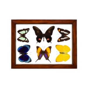 group of 6 butterflies in a brown wooden frame.