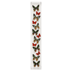 Alt text: Assorted colorful butterflies arranged vertically in a long, clear rectangular acrylic display box.