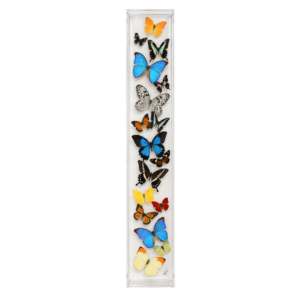 Assorted colorful butterflies arranged vertically in a long, clear acrylic display box.