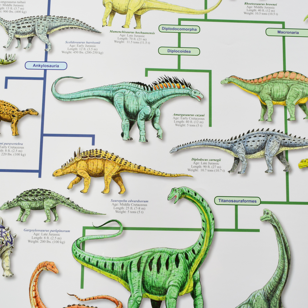 Развитие динозавров. Эволюция динозавров. Цепочка эволюции динозавров. Динозавры эволюционировали. Эволюция динозавров в животных.