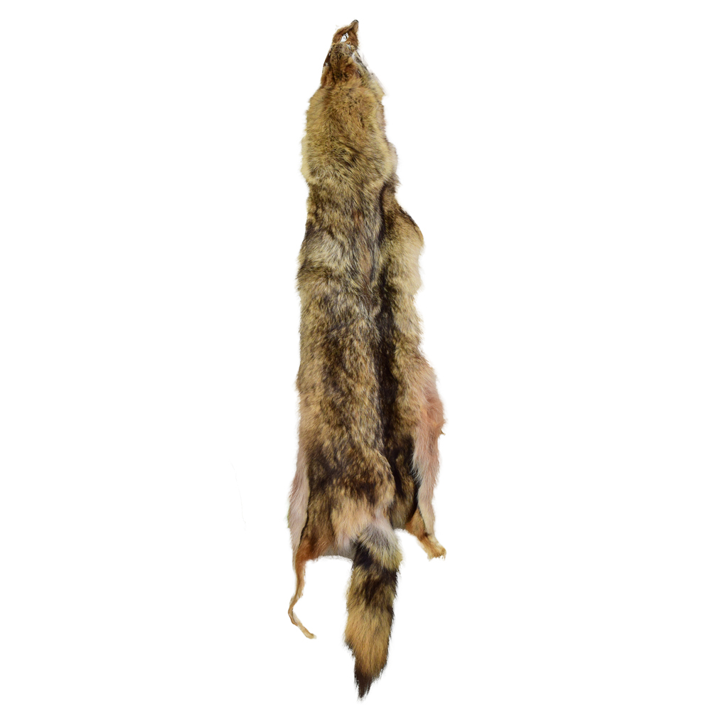 Pelt-Coyote Hides (Each) Grade C - Taxidermy Mounts for Sale and ...