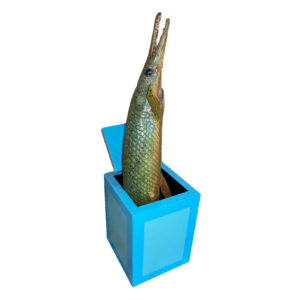 Garfish in Blue Box