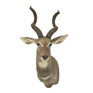 Lesser Kudu