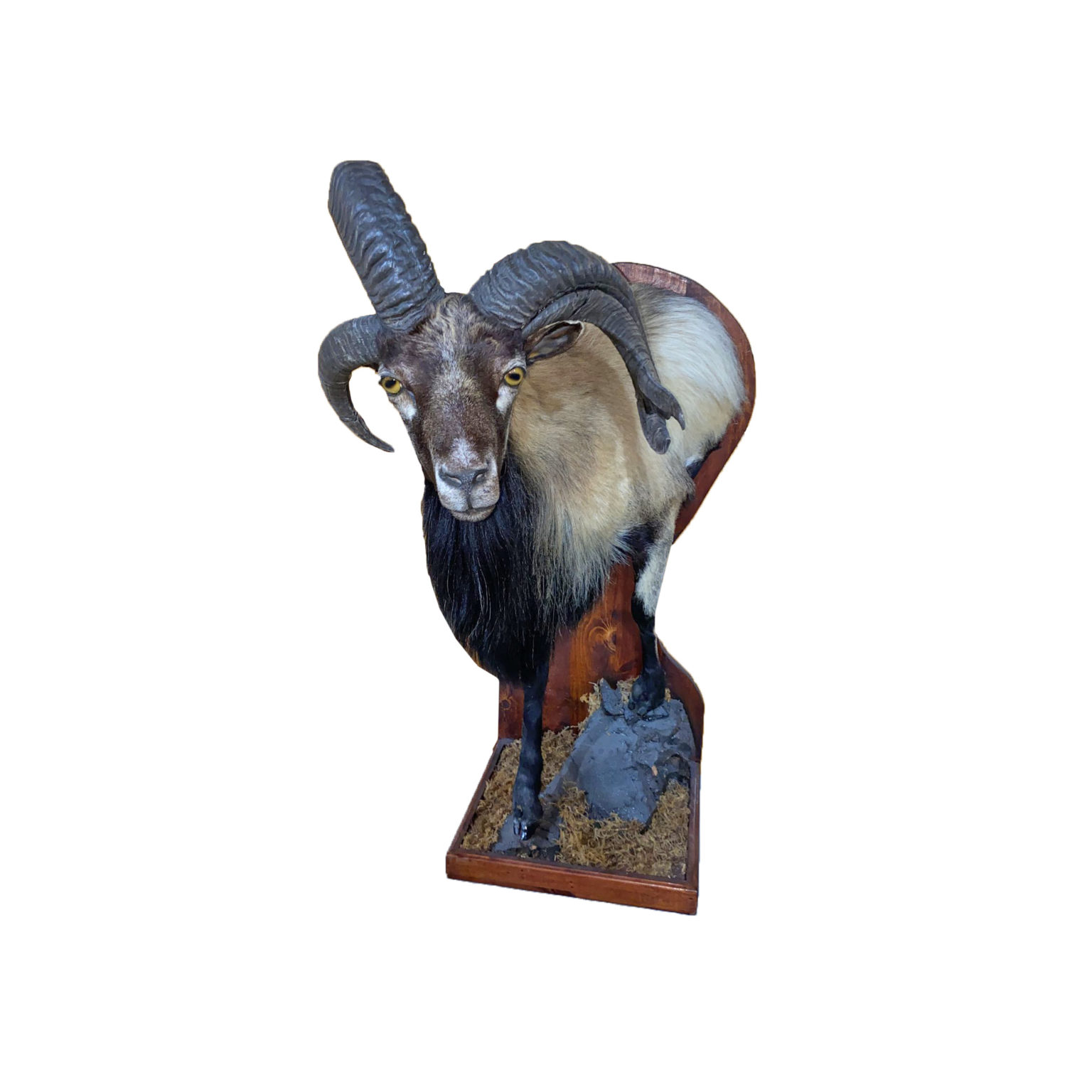 Jackalope Taxidermy Mounts for Sale and Taxidermy Trophies for Sale!