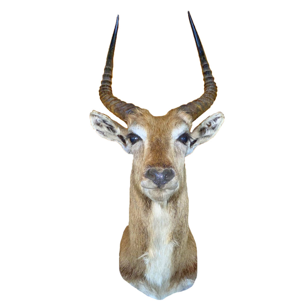 Jackalope Taxidermy Mounts for Sale and Taxidermy Trophies for Sale!