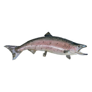 Salmon
