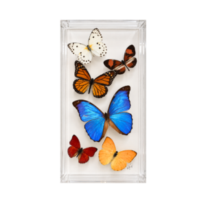 Assorted colorful butterflies, including a blue morpho and orange monarch, arranged in a clear rectangular acrylic display box.