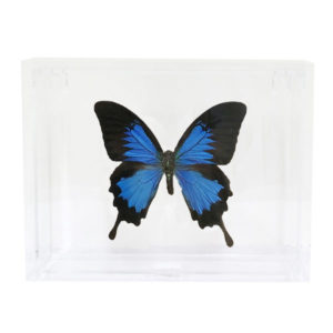 Ulysses Butterfly