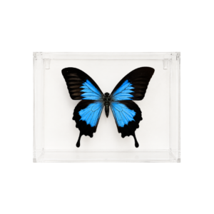 phoebis-rurina-butterfly-trio-acrylic-display
