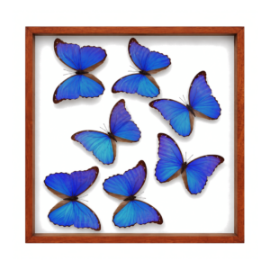 Blue Morpho Butterflies
