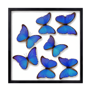 Blue Morpho Butterflies