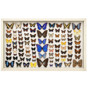 Group of a 100 butterflies in white wood framed.